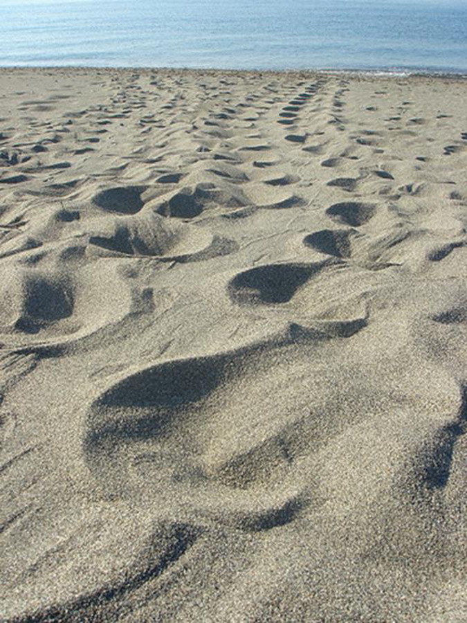  Kornjače CarettaCaretta 